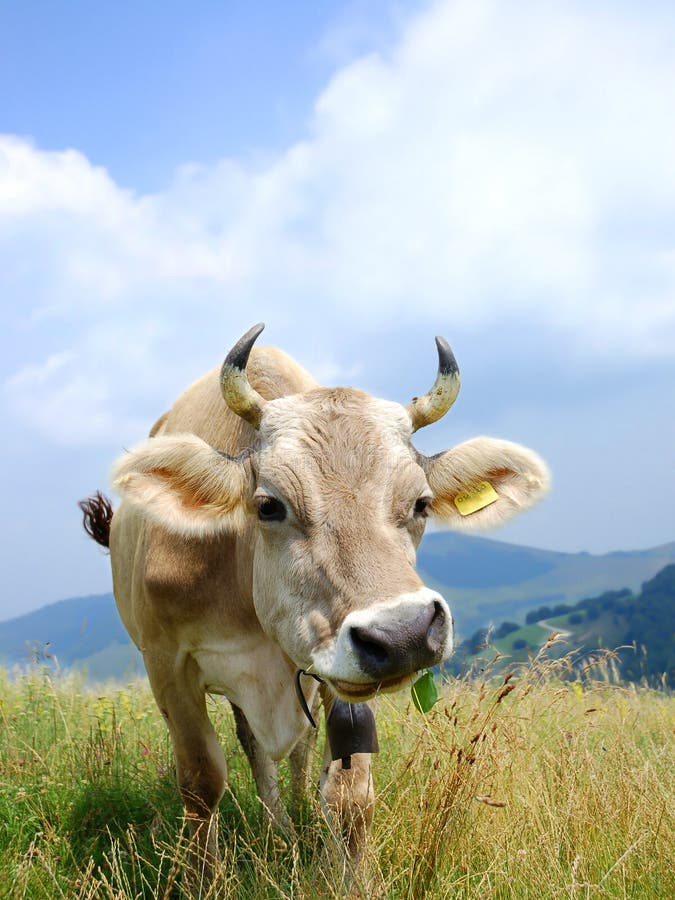 Lustige Kuh stockfoto. Bild von humorvoll, frisch, kauen - 2703554