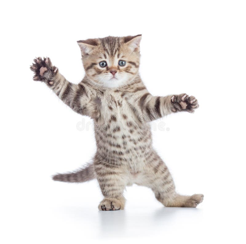 Lustige Kätzchenkatzenstellung oder -tanzen lokalisiert