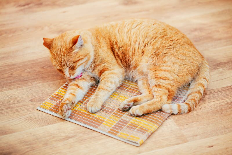 Lustige reizende rote Cat Kitten Lick Washes Itself zu Hause lizenzfreies stockbild Lustige reizende rote Cat Kitten Lick Washes Itself zu Hause lizenzfreies stockbild