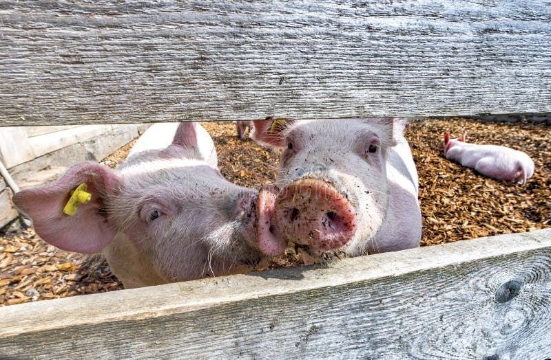 Lustige Schweine Stockbild Bild Von Schweine Lustige