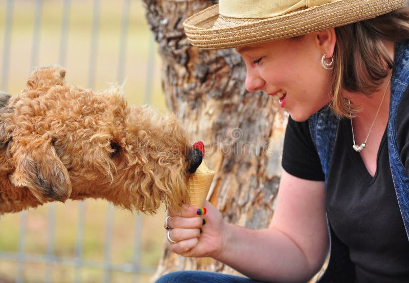 Lustiger Airedalehund, der kalte Erdbeereeiscreme isst stockfotografie Lustiger Airedalehund, der kalte Erdbeereeiscreme isst stockfotografie