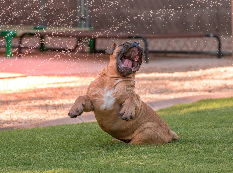 Dumme Hunde Fotos Kostenlose und RoyaltyFree StockFotos von Dreamstime