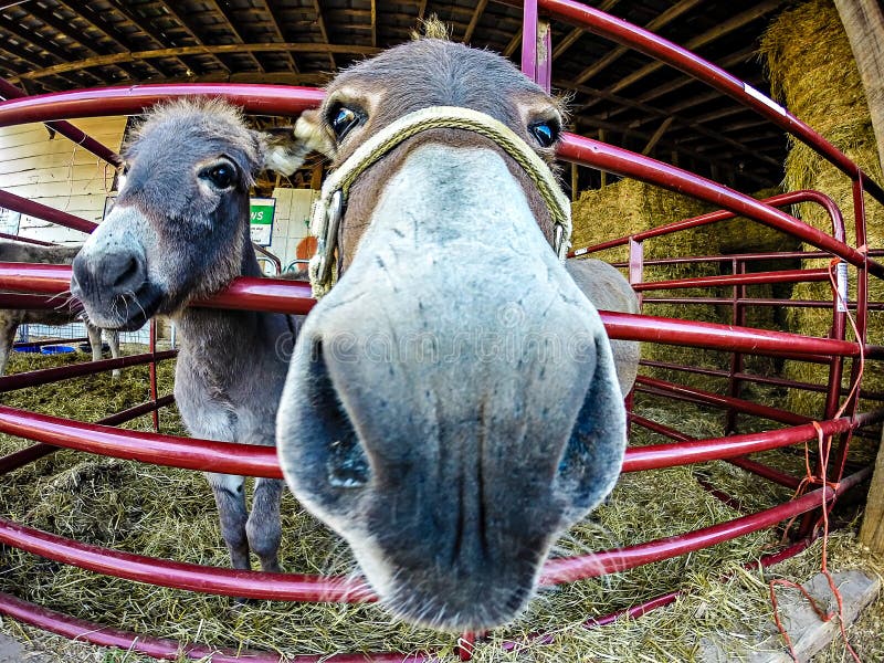 Lustiger Esel auf dem Bauernhof lizenzfreie stockbilder
