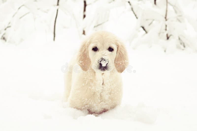 Lustiges Welpe Golden Retriever Stockfoto Bild Von Retriever Welpe