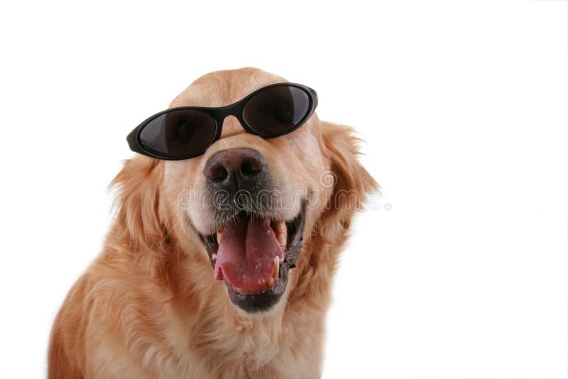 Lustiger Hund stockbild. Bild von lächeln, relax, sonne - 10856781