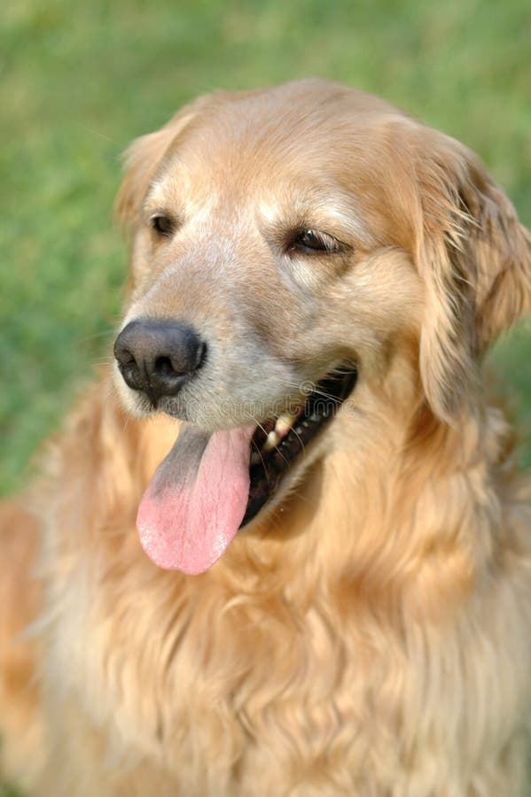 Lustiger Hund stockfoto. Bild von zuhause, unten, apportierhund - 2687596