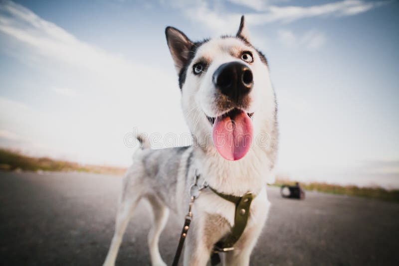 Lustiger Hund stockfoto. Bild von begleiter, blick, nett - 79532944