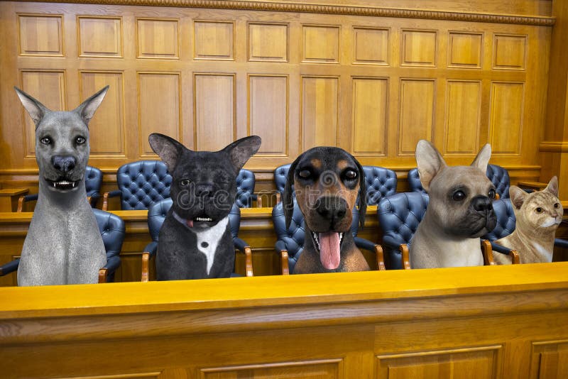 Lustiger Hund Cat Jury Courtroom Trial