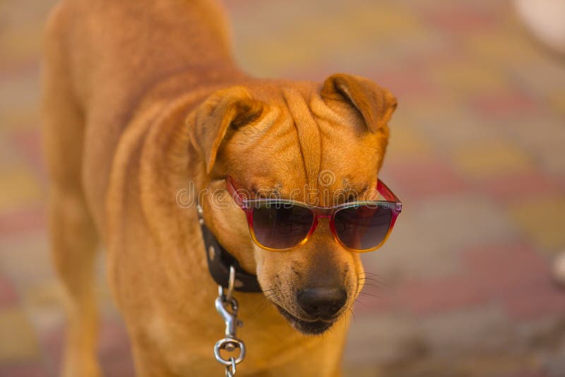 Lustiger Hund In Der Roten Sonnenbrille Am Sommertag Stockbild Bild