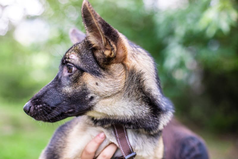 Den Hund Mit Ohren Stockfotos und Bilder Laden Sie 4,256 lizenzfreie