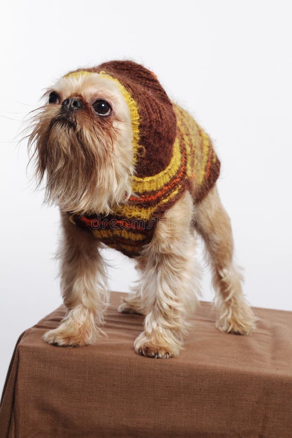 Lustiger Mann In Der Roten Strickjacke, Im Schal Und Im Hut, Auto Mit