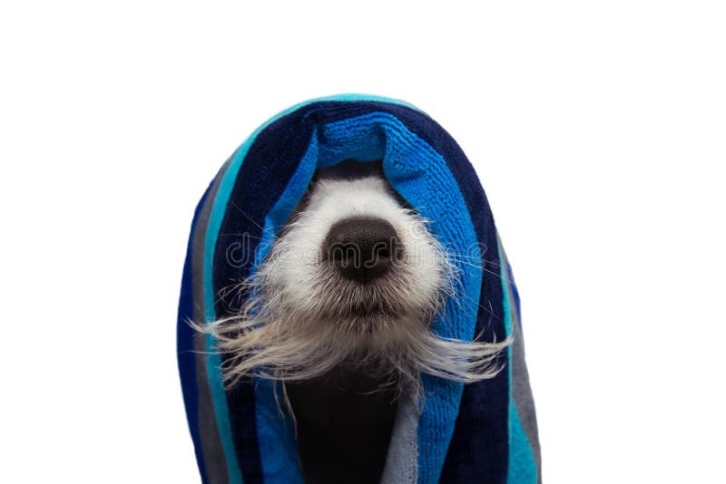 Lustiger Hundewelpe eingewickelt mit einem blauen gestreiften Tuch bereit zu einem Bad, das den Bart und die Nase zeigt Getrennt stockfotografie Lustiger Hundewelpe eingewickelt mit einem blauen gestreiften Tuch bereit zu einem Bad, das den Bart und die Nase zeigt Getrennt stockfotografie