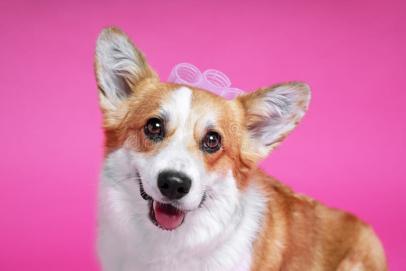 Lustiger Hundpembroke-Waliser-Corgi mit mit Lockenwicklern auf einem rosa Studiohintergrund stockfotografie Lustiger Hundpembroke-Waliser-Corgi mit mit Lockenwicklern auf einem rosa Studiohintergrund stockfotografie