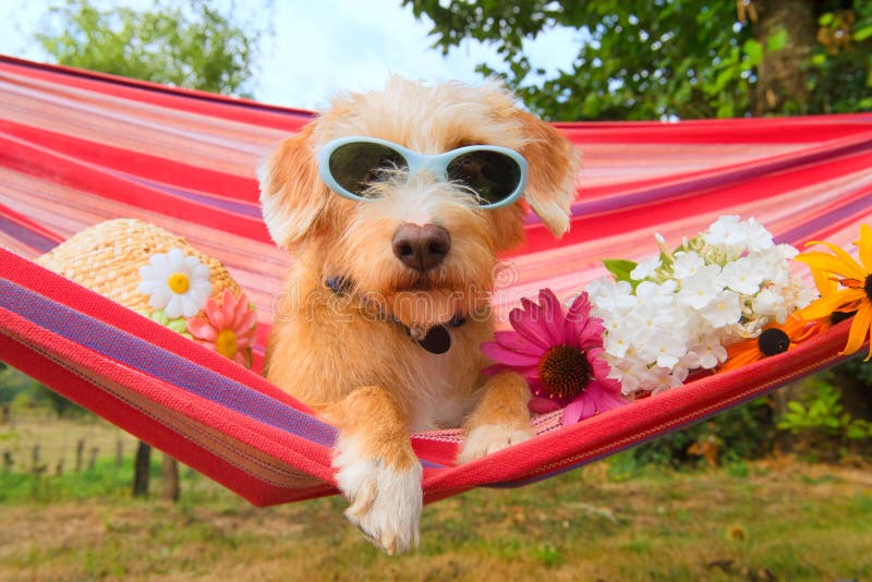 Lustiger kleiner Hund im Urlaub in der Hängematte