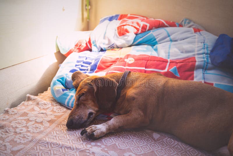 Lustiger Kleiner Hund Schläft Süß Auf Der Couch Im Anhänger Stockfoto