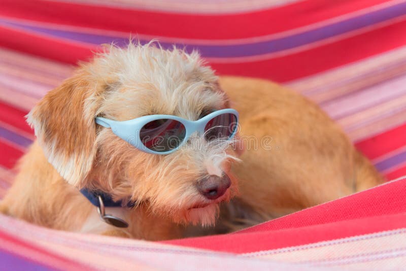 Lustiger kleiner Querzuchthund in der Hängematte lizenzfreie stockfotografie