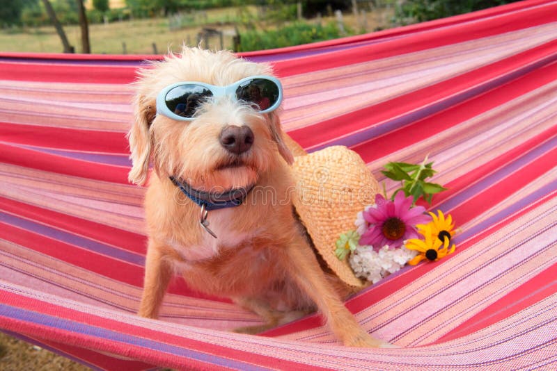 Lustiger kleiner Querzuchthund in der Hängematte lizenzfreies stockfoto