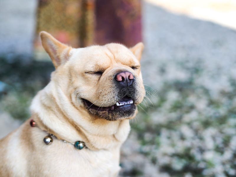 Lustiger lachender Hund stockbild. Bild von schauen, kopf 64303959