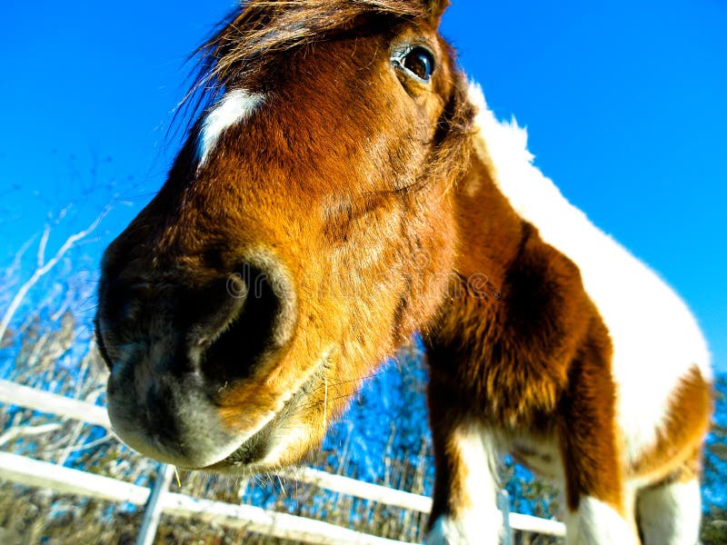 Lustiger Pferdenkopf stockbild Lustiger Pferdenkopf stockbild