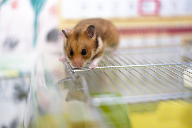 Lustiger syrischer Hamster verlässt einen seinen Käfig stockfoto Lustiger syrischer Hamster verlässt einen seinen Käfig stockfoto