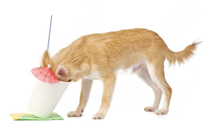 Lustiger Trinkender Chihuahuawelpe Mit Cocktailcup Stockfoto Bild von