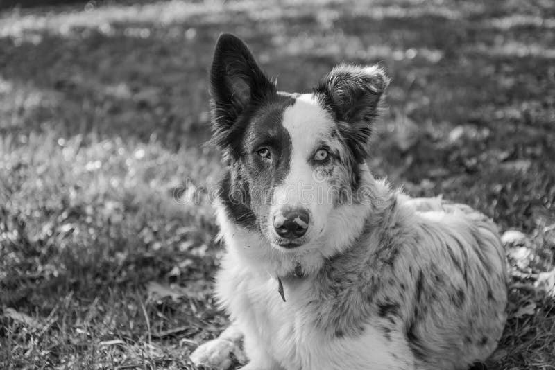 Lustiger und netter Welpe des australischen Schäferhundes stockbild Lustiger und netter Welpe des australischen Schäferhundes stockbild