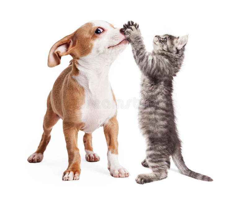 Hunde Und Katzen, Die über Netz-Fahne Spähen Stockbild - Bild von