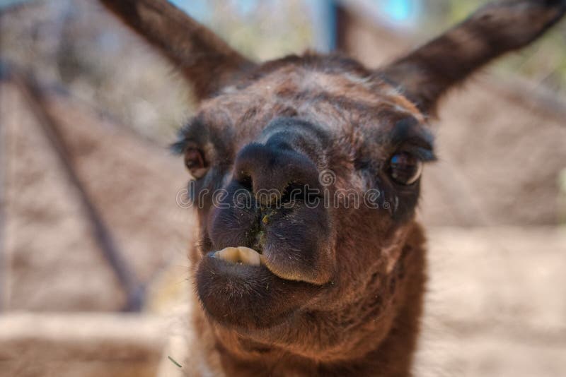 Lustiges Gesicht des braunen Lamas in der Nahaufnahme stockfoto Lustiges Gesicht des braunen Lamas in der Nahaufnahme stockfoto