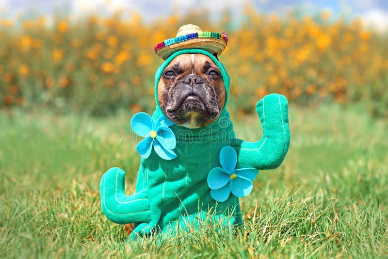 Lustiges Hundekostüm. Französisch Bulldog Verkleidet Mit Kaktus Pflanze  Halloween Kostüm Mit Gefälschten Armen Blume Stockfoto - Bild von  französisch, angekleidet: 223518262