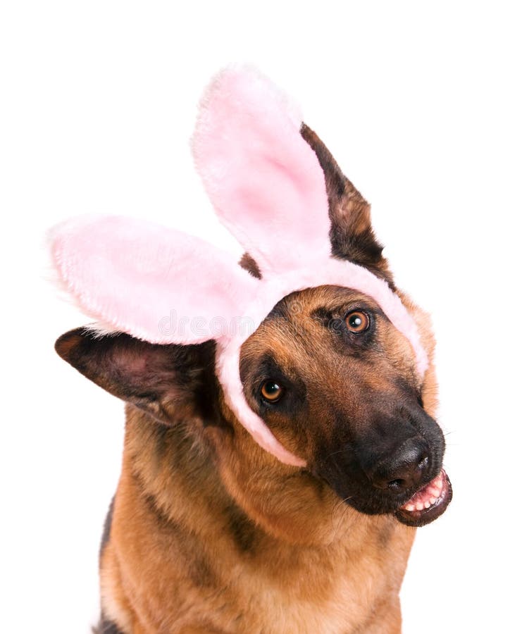 Lustiges Ostern-Hundehäschen lizenzfreie stockfotos Lustiges Ostern-Hundehäschen lizenzfreie stockfotos