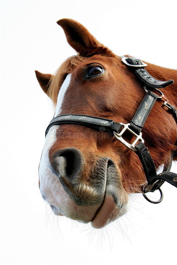 Lustiges Pferd lizenzfreie stockbilder Lustiges Pferd lizenzfreie stockbilder