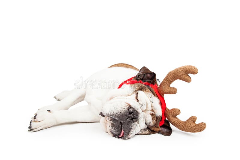 Lustiges Weihnachtsren-müder Hund lizenzfreie stockfotografie Lustiges Weihnachtsren-müder Hund lizenzfreie stockfotografie