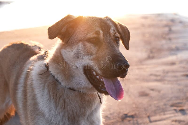 Lustiges Welpe Golden Retriever Stockfoto Bild Von Retriever Welpe