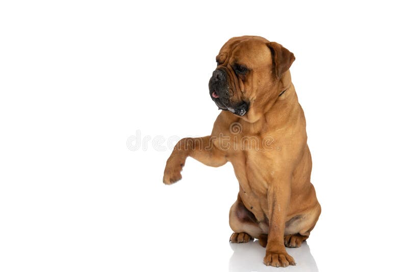 Funny bullmastiff dog looking to side and holding paw up while sitting on white background in studio. Funny bullmastiff dog looking to side and holding paw up while sitting on white background in studio