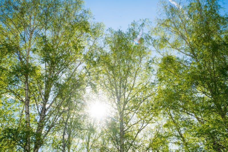 Lustro luminoso del sole attraverso il fogliame della molla immagini stock Lustro luminoso del sole attraverso il fogliame della molla immagini stock