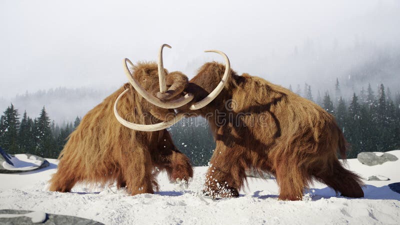 Luta de touros gigantesca felpudo, mamíferos pré-históricos da idade do gelo na paisagem coberto de neve