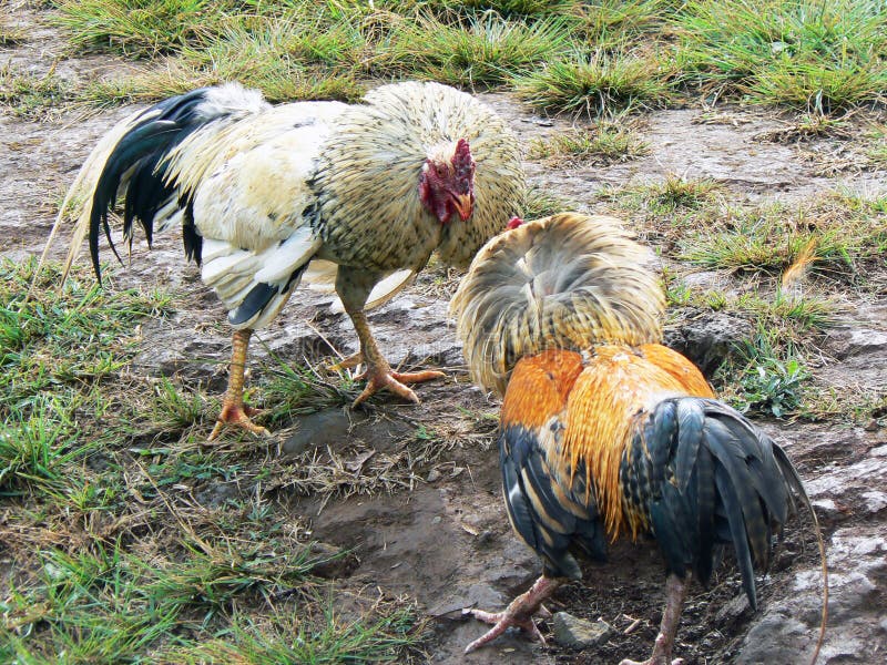 Luta do galo foto de stock. Imagem de país, fósforo, dois - 8408178
