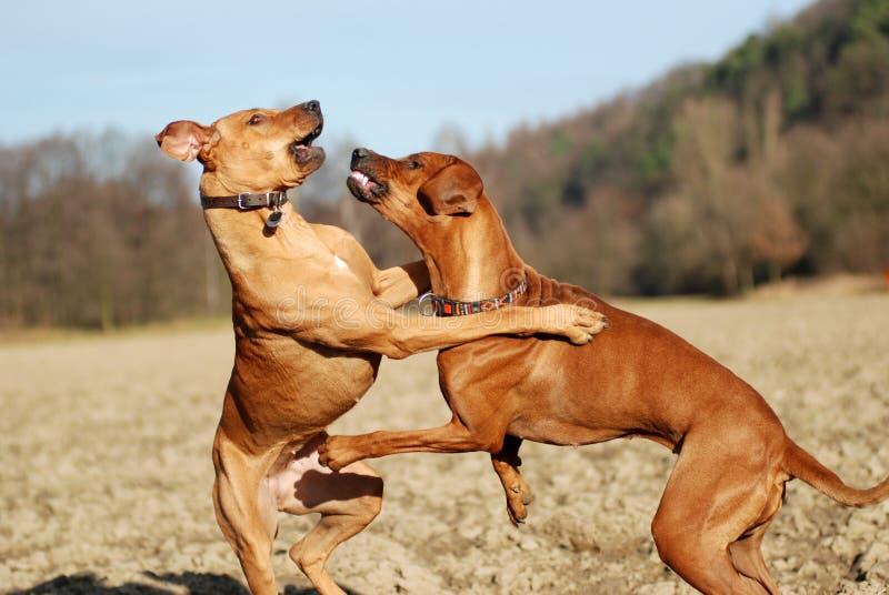 Jogo De Dois Cães Que Luta No Campo Gramíneo Foto de Stock - Imagem de  exterior, jogo: 70741050