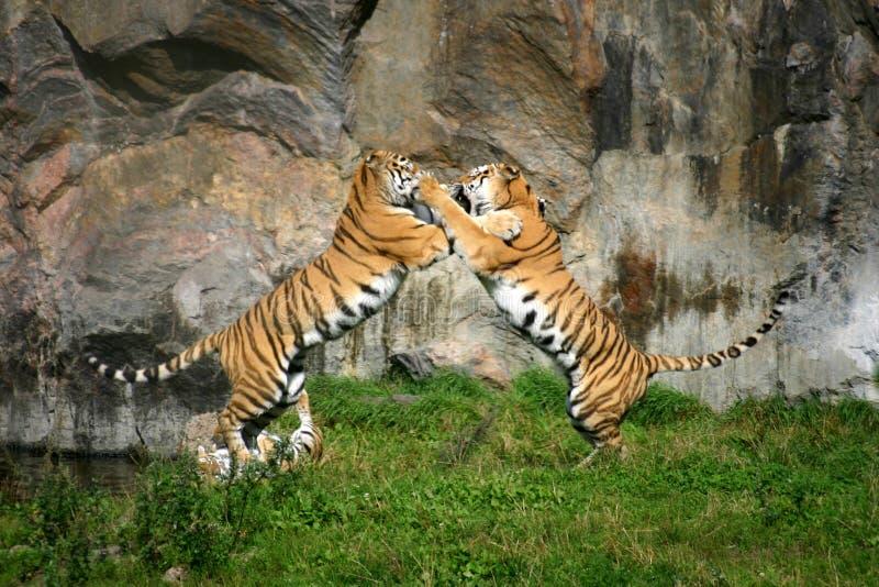 Cuidado com o Tigre #raiamsantos #ruyter #jogodotigre