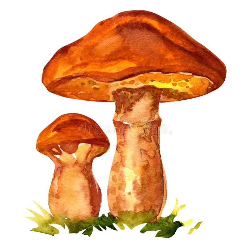 Hongo comestible Suillus luteus libre illustration