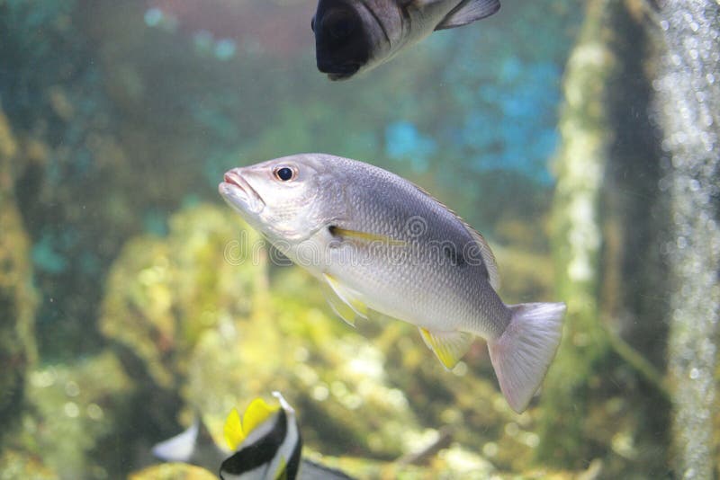 Lutjanus russellii stockbild. Bild von phasen, tiefen 75489669