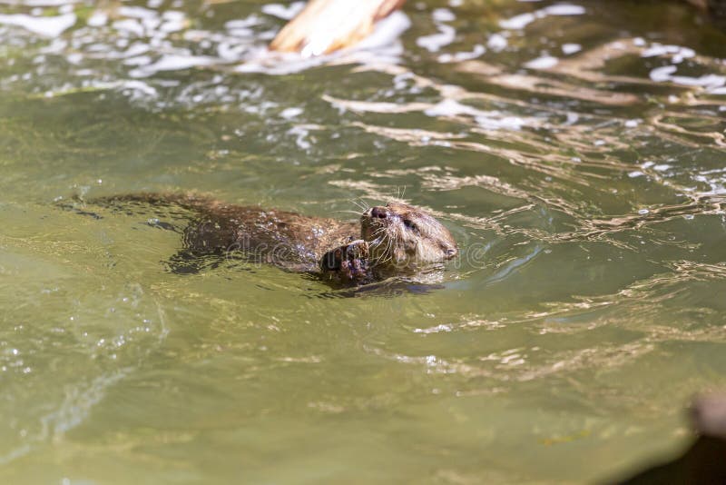 Lutrinae or Lontra longicaudis on a zoo