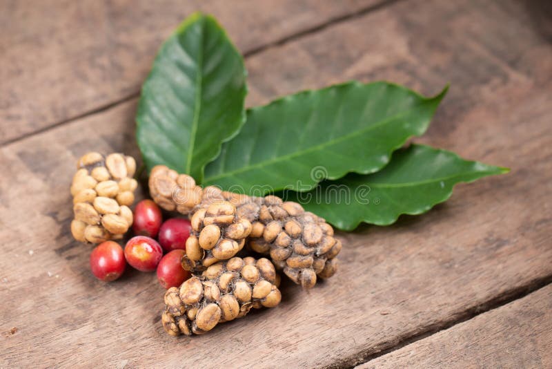 Luwak de Kopi o café de la civeta, granos de café excretados por la civeta imagen de archivo libre de regalías Luwak de Kopi o café de la civeta, granos de café excretados por la civeta imagen de archivo libre de regalías