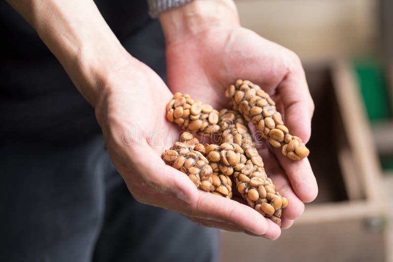 Luwak de Kopi o café de la civeta, granos de café excretados por la civeta o imagenes de archivo Luwak de Kopi o café de la civeta, granos de café excretados por la civeta o imagenes de archivo
