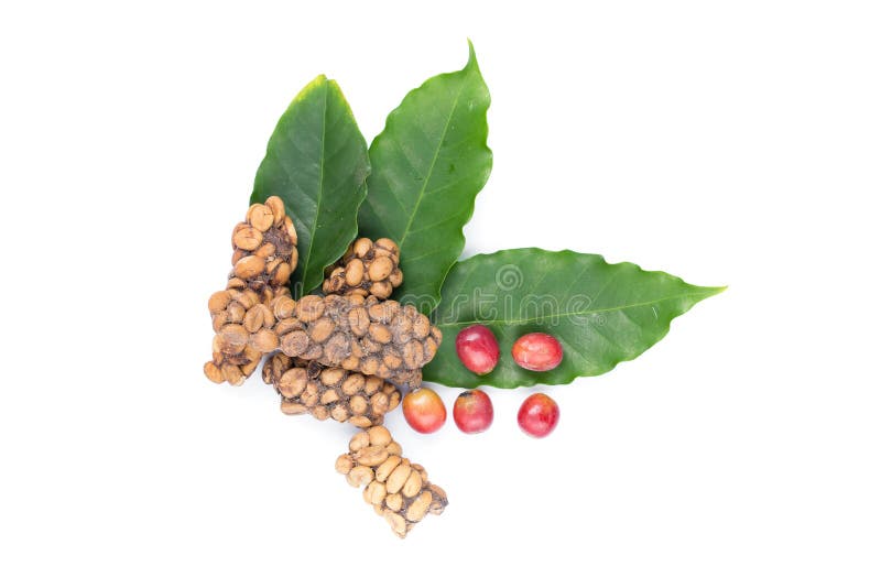 Luwak de Kopi o café de la civeta, granos de café excretados por la civeta i fotografía de archivo Luwak de Kopi o café de la civeta, granos de café excretados por la civeta i fotografía de archivo