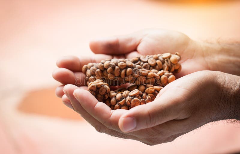 Luwak de Kopi o café de la civeta, granos de café excretados por la civeta a mano imagenes de archivo Luwak de Kopi o café de la civeta, granos de café excretados por la civeta a mano imagenes de archivo