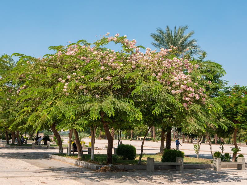 Luxor, Egypt October 3, 2021 Green Tree with Bright White and Pink Flowers in the Park