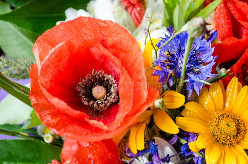 Luxuriant Summer Bouquet of Wildflowers with Poppies, Daisies ...