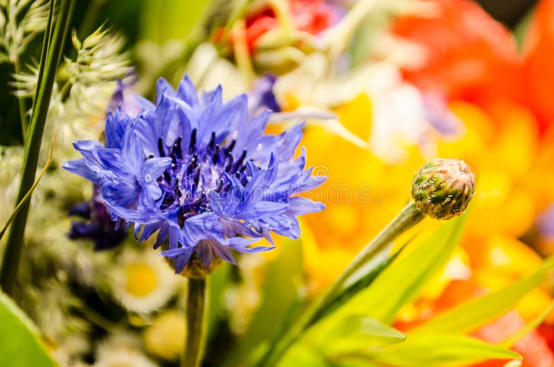 Luxuriant Summer Bouquet of Wildflowers with Poppies, Daisies ...