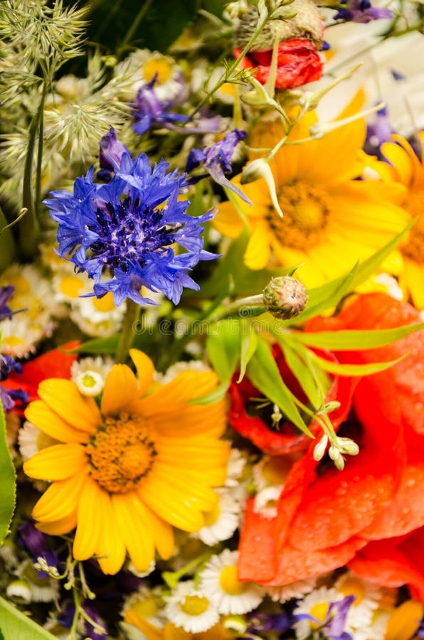 Luxuriant Summer Bouquet of Wildflowers with Poppies, Daisies ...